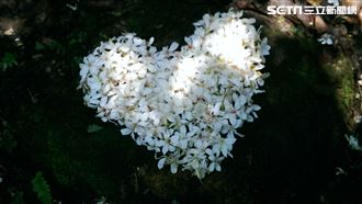 新北秘境／錯過賞櫻！漫天五月雪等你