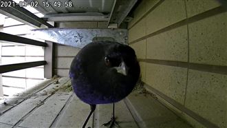 2度喜迎「桃捷幸運鳥」超近畫面曝光