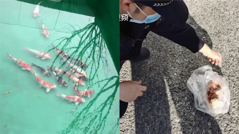 小偷沒見識　把20萬錦鯉曬成小魚乾