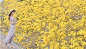 嘉義台林橋，黃花風鈴木（圖／IG使用者提供）