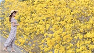 全台最美堤防!金黃花海大爆開超壯觀