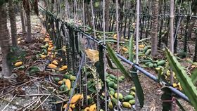 木瓜園遭蓄意破壞，割斷木瓜損失60萬，劉姓青農遭警方懷疑自導自演，(圖／台中市東勢警分局提供)