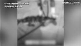 鱷魚與蛇被活活剝皮