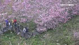 阿里山櫻花1200g