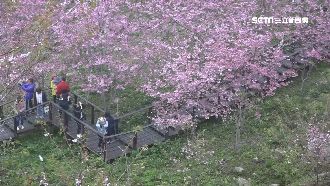 阿里山夜櫻季開跑　3賞櫻熱點報你知