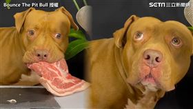 ▲Bounce大口吃肉的ASMR，療癒許多人的心。（圖／Bounce The Pit Bull 授權）