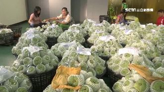 陸海關卡鳳梨釋迦　產地收購價跌2成