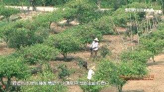 中國「這團體」狂複製台農業技術品種