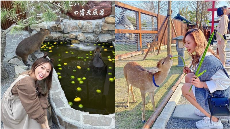 IG紅什麼／全台唯一！水豚君頂橘子