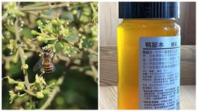 顛覆想像「先甜後苦」　鴨腳木蜂蜜和燒烤食物也合拍(農委會提供)