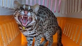 石虎入侵雞舍落網  特生中心野放追蹤特生中心石虎團隊在2個雞舍各捕得1隻公石虎，取名永哥、盛哥，裝上發報器野放並持續追蹤個體，也輔導雞農改善禽舍。圖為石虎「盛哥」繫上發報器野放前模樣。（特生中心提供）中央社記者蕭博陽南投縣傳真  110年3月5日