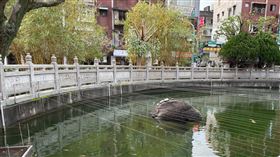 廟,池塘,線,防鳥,魚。(圖/翻攝自爆廢公社二館臉書)