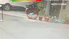 盆栽魚兒不翼而飛 兇手竟是