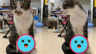 被嘲笑蛋蛋好大！愛貓女一看超無奈…