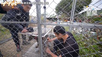 驚險TNR圍捕結紮　竟發生咬傷事件