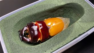 安達祐實鍬形蟲100倍速羽化縮時