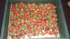 爆廢公社二館／剛剛去買草莓....老闆：這一籃80元　網跪了。（圖／翻攝自爆廢公社二館）