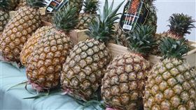 屏東觀光業挺鳳梨  縣府成立銷售平台（2）中國3月起禁台灣鳳梨輸入，屏東縣政府成立鳳梨採購平台挺農民，但因尚未進入鳳梨盛產期，為避免一窩蜂訂購造成產銷失衡，平台在3月到6月的每個月上、下旬讓消費者分流訂購，才不會買到品質不好的鳳梨。中央社記者郭芷瑄攝  110年3月4日