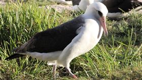 信天翁,智慧（圖／翻攝自Friends of Midway Atoll National Wildlife Refuge 粉專）