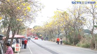 黃金大道綿延5公里　攝影玩家揪團拍