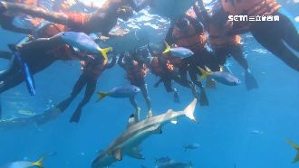 鬆口談帛琉旅遊泡泡！陳時中曝細節