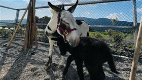 圖／翻攝自星寶l鄉間小路粉專