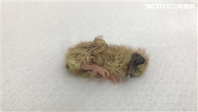 鳥寶寶 雛鳥 幼鳥 （圖／北市動保處提供）