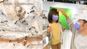螞蟻蜂擁而至吞噬蟑螂飼料　宥勝教導女兒正確養蟻觀念