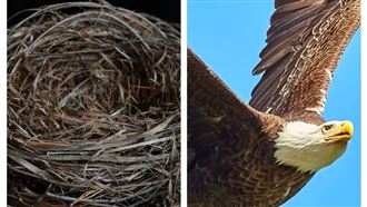 老鷹孵蛋竟生出雞？他掉包讓鳥媽看傻
