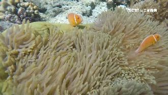 帛琉泡泡！後疫情旅行團費價飆8萬