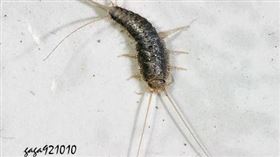 衣魚（嘎嘎昆蟲網提供）