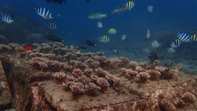 澎湖棲地復育有成  杭灣珊瑚海洋花園吸睛（1）澎湖縣政府推動海洋棲地復育有成，馬公鎖港杭灣的珊瑚海洋花園，109年吸引6萬名遊客造訪，杭灣的成功經驗未來將在其他適合珊瑚生長的澎湖海域推廣。（澎湖縣政府提供）中央社　110年3月8日