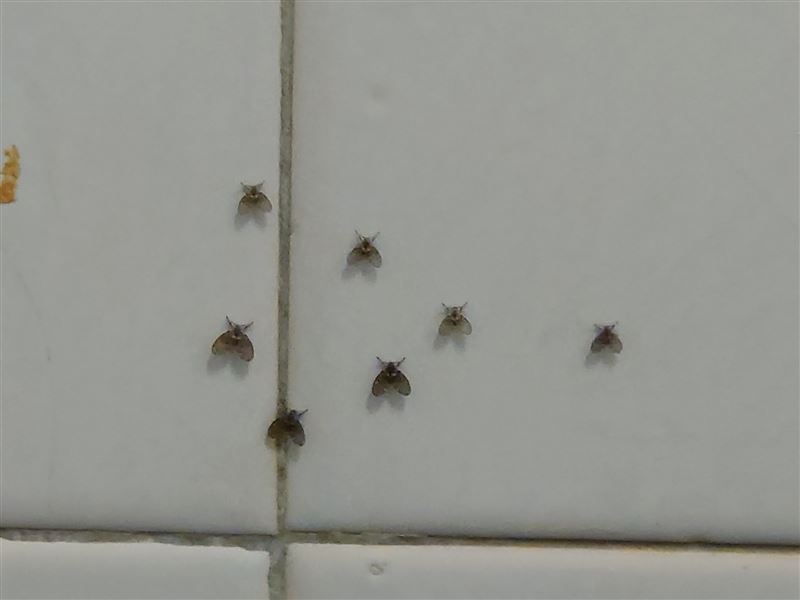 攜帶病原體的蛾蚋常寄生在居家浴室的下水道,梅雨季時會迅速繁殖。(示意圖/資料照)