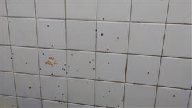 蛾蚋（翻攝自爆費公社二館）