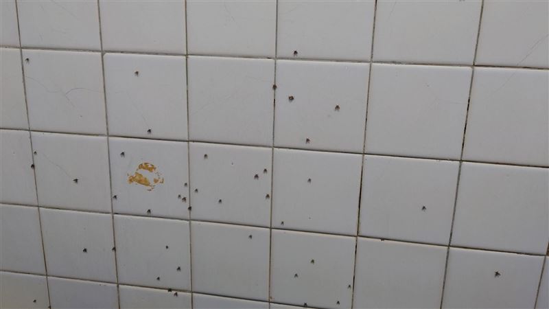 他問怎麼消滅「蝴蝶」　網友一看笑翻