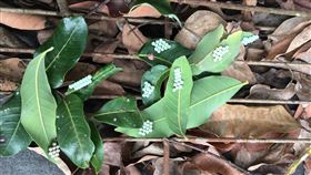 嘉義縣政府,荔枝椿象,收購,葉片,蟲卵,（圖／嘉義縣政府提供）