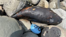 瀕絕江豚魂斷彰化芳苑沿海  死因待解剖確認彰化縣芳苑鄉永興排水3號水門堤防外8日發現1隻死亡鯨豚，中華鯨豚協會人員到場後，確認死亡鯨豚品種為瀕絕的「江豚」，死因需解剖才能確認。（翻攝照片）中央社記者吳哲豪傳真  110年3月9日