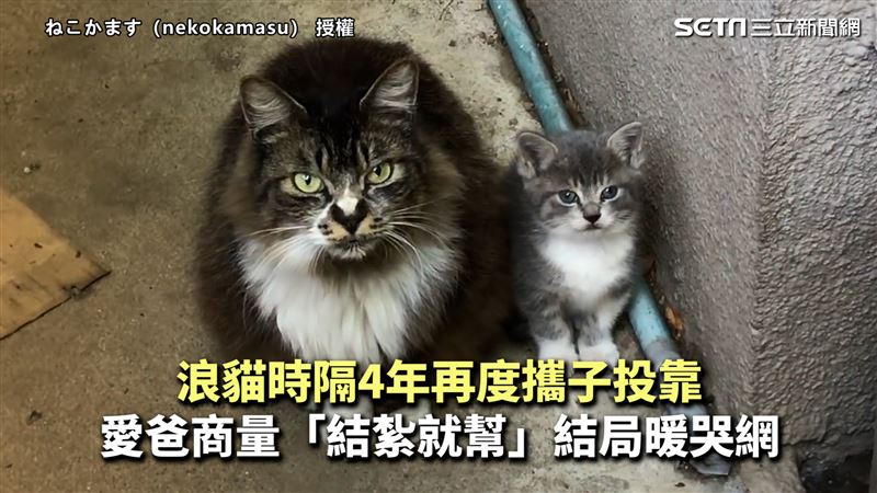 浪貓二度攜子投靠　愛爸商量結局暖爆