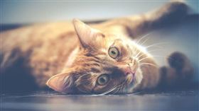 虎掰貓（圖／翻攝自pixabay）