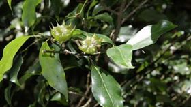 ▲八角的用途非常廣。（圖／翻攝自百度百科）