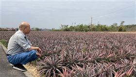 韓國瑜突PO鳳梨田照（圖／翻攝自韓國瑜臉書）