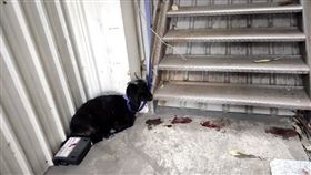 7日內離家出走2次！小黑羊逛大街　網：羊肉爐店掉的吧