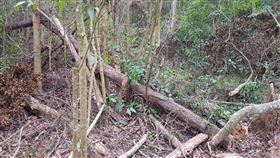 男子缺錢花用  砍鄰居家相思樹變賣苗栗市民眾日前報案指稱，老家旁10餘棵相思樹不翼而飛，警方調查發現，原來是林姓男子因缺錢花用，直接把鄰居種植多年樹木砍除變賣，全案依加重竊盜罪嫌送辦。（苗栗警分局提供）中央社記者管瑞平傳真  110年3月10日