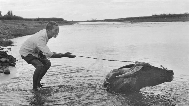 老照片故事／80年前老牛撒嬌像孩子