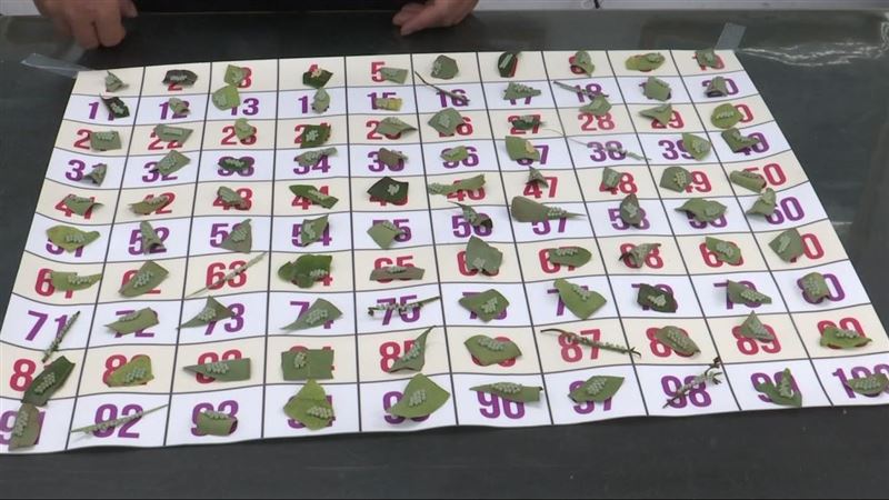 1片5元！男採卵片爽賺日薪3萬7千