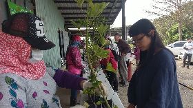 基隆七堵苗圃發票換樹苗  3千株送完