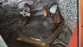 台中清水眷村園區，眼鏡蛇出沒，隨意捕殺恐觸法。