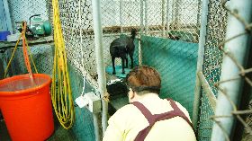 尊重生命  基隆採購流浪犬貓遺體專用