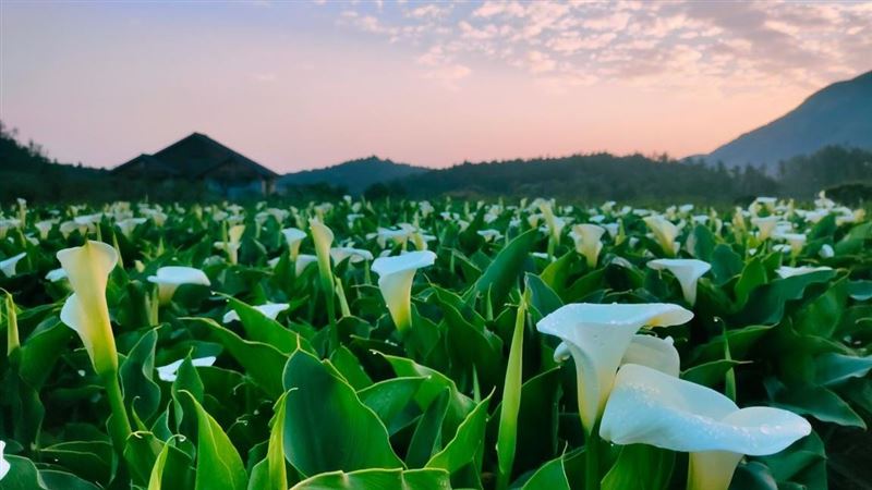 玫瑰杜鵑爭豔　陽明山採海芋必訪祕境