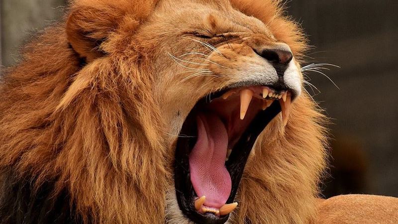 專找動物給人打獵　他卻遭獅群逆襲了
